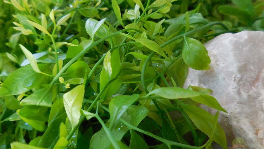 Rau sắng Ba Sao